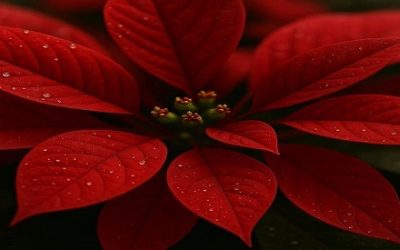 BE YOURSELF WHILE YOU ADAPT AND CHANGE.