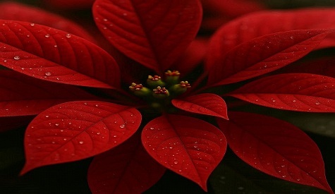 Poinsettias in Puerto Rico